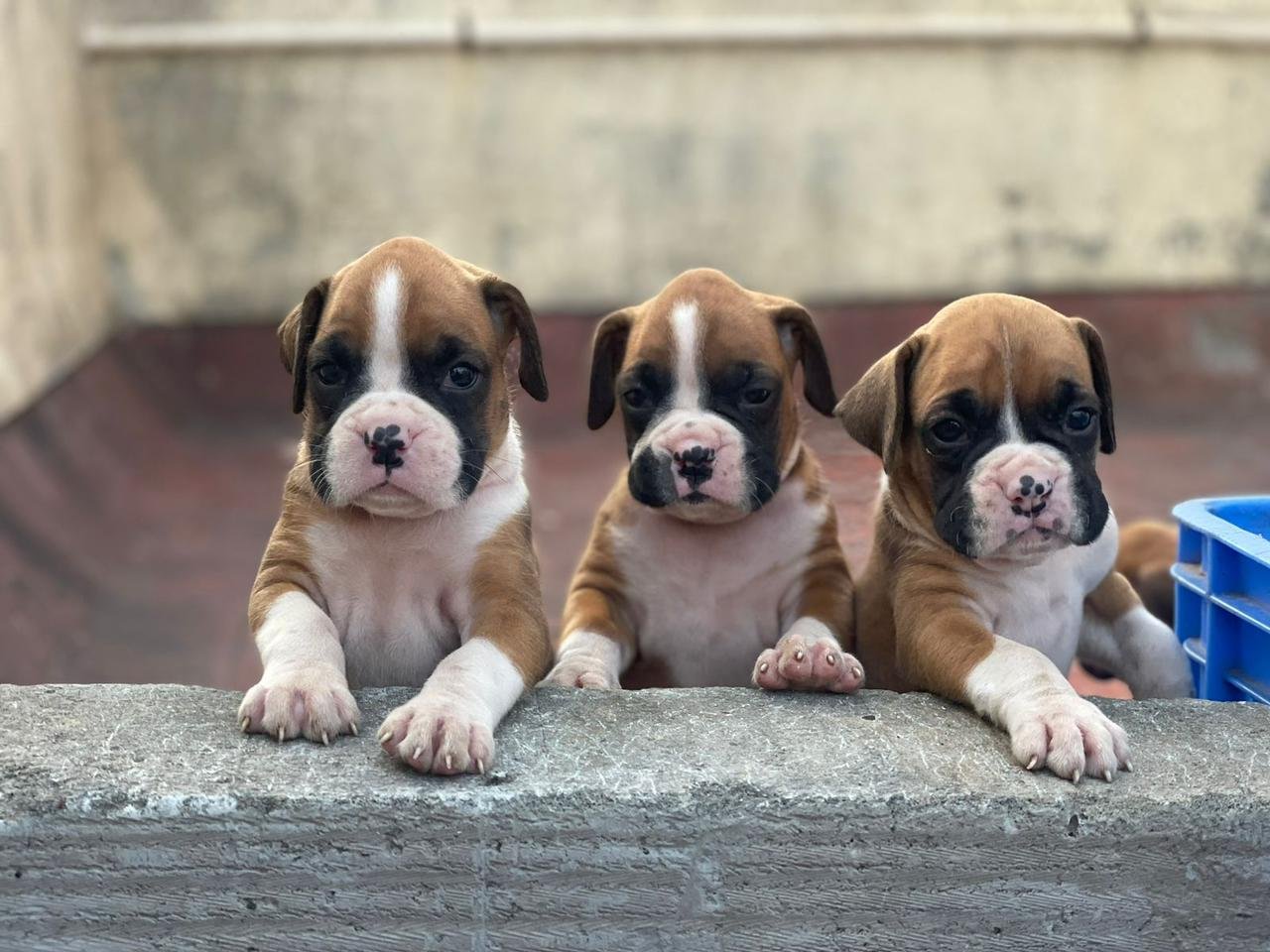 Boxer  puppy price in Chennai